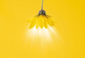 Yellow flower bud of topinambur on yellow background with light, pendant lamp shade design concept photo