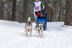 carreras de perros de trineo. equipo de perros de trineo husky en arnés corre y tira del conductor del perro. competición de campeonato de deportes de invierno. foto