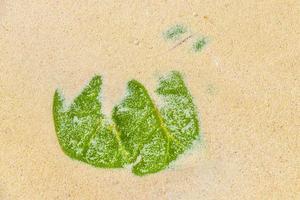 Tropical foliage leaf in sand and water on beach Mexico. photo