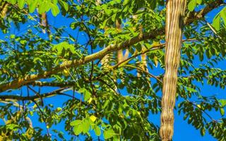 Seeds of moringa tree on green tree with blue sky Mexico. photo