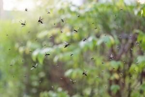 Swarm of mosquitoes fly in the park photo