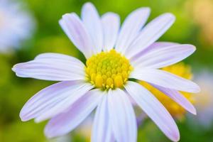 Beautiful blue flower close up in garden photo