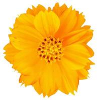 Yellow cosmos flower isolated on white background photo