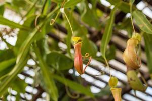 Carnivorous pitcher plants or monkey cups in the garden photo