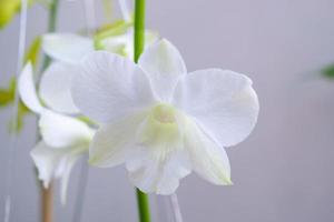 Beautiful Orchid flower blooming in garden floral background photo