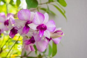 hermosa flor de orquídea que florece en el fondo floral del jardín foto