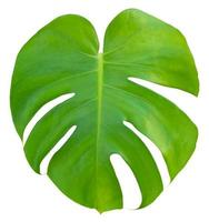 Tropical jungle green Monstera Swiss Cheese Plant leaf isolated on white background photo