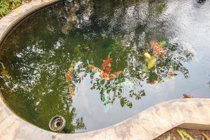 peces koi en el estanque del jardín foto