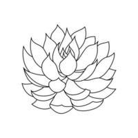 Succulent echeveria in doodle style, vector illustration. Desert flower hand drawn for print and design. Isolated element on a white background. Home plant outline, side view