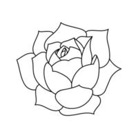 Succulent echeveria in doodle style, vector illustration. Desert flower hand drawn for print and design. Isolated element on a white background. Home plant outline, side view