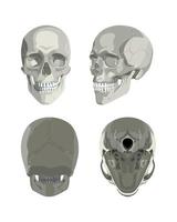 Skull in Different Projections vector