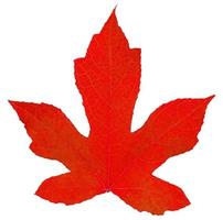 red maple leaf isolated on white background photo