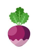 Fresh beet with leaf Isolated white background vector