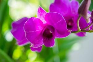 hermosa flor de orquídea que florece en el fondo floral del jardín foto