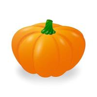 Realistic juicy pumpkin. Isolated on a white background. Vector illustration.
