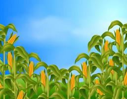 Farm scene with fresh corn vector