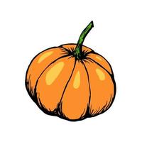 Hand-drawn color vector illustration. Orange pumpkin isolated on white background. For seasonal design, autumn harvest, farm vegetables.