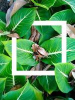 A creative layout made of aroid leaf plants with a white frame in the middle. Lying flat. The concept of nature photo