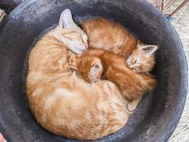 the cats fall asleep between the mother and her two children photo