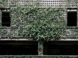 crecimiento de plantas en un recinto de aparcamiento de fachada de hormigón del edificio foto
