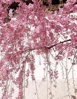 Spring flowering tree branches in pink color photo