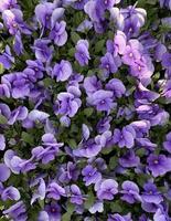 blue pansies bloom in the flowerbed. blue flowers photo