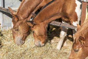 farm with purebred horses eating hay photo