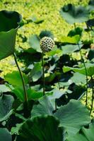 Lotus pod with seeds in a pond photo
