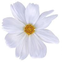 Cosmos flor blanca aislado sobre fondo blanco. foto