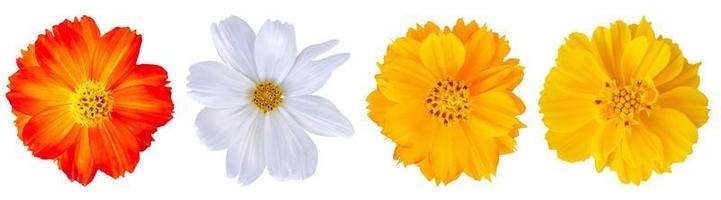 cosmos flower set isolated on white background photo