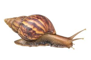 big helix snail isolated on white background photo