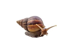 big helix snail isolated on white background photo