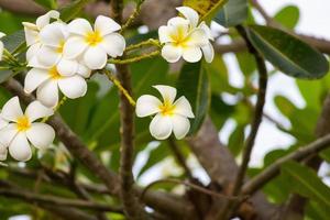 White Frangipani flower Plumeria alba with green leaves photo