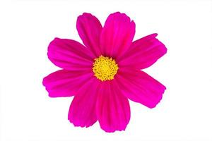 purple cosmos flower isolated on white background photo