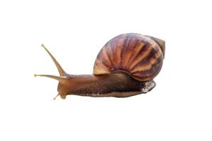 big helix snail isolated on white background photo