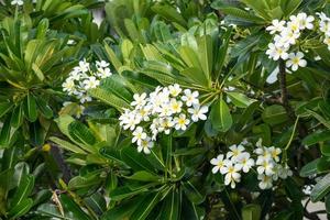 White Frangipani flower Plumeria alba with green leaves photo