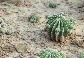 cactus en el jardín foto