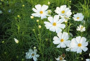 flores blancas del cosmos foto