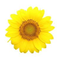 sunflower isolated on white background with clipping path photo