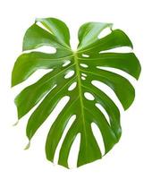 Tropical jungle green Monstera Swiss Cheese Plant leaf isolated on white background photo