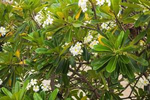 White Frangipani flower Plumeria alba with green leaves photo