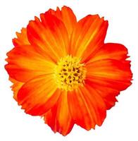 Orange cosmos flower isolated on white background photo