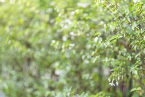 desenfoque de hoja verde de la planta en el jardín con fondo bokeh foto