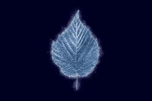 One frozen icy alder tree leaf isolated on dark blue background, blue ice covered effect on leaf photo