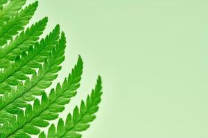 Green fern leaves on green background with right copy space, Polypodiopsida tropical plant photo