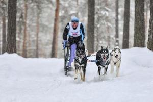 carreras de perros de trineo husky foto