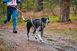 Canicross dog mushing race photo