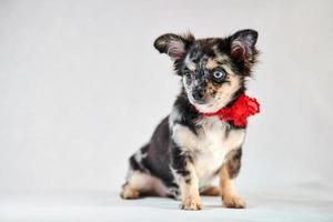 Chihuahua puppy with different eyes photo