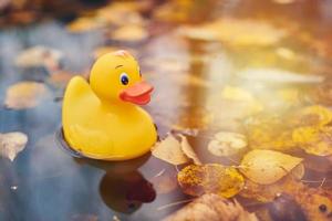 juguete de pato de otoño en charco con hojas foto