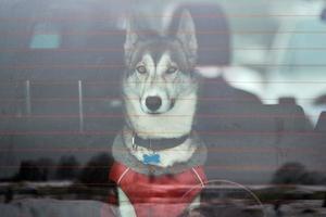 Husky sled dog in car, travel pet photo